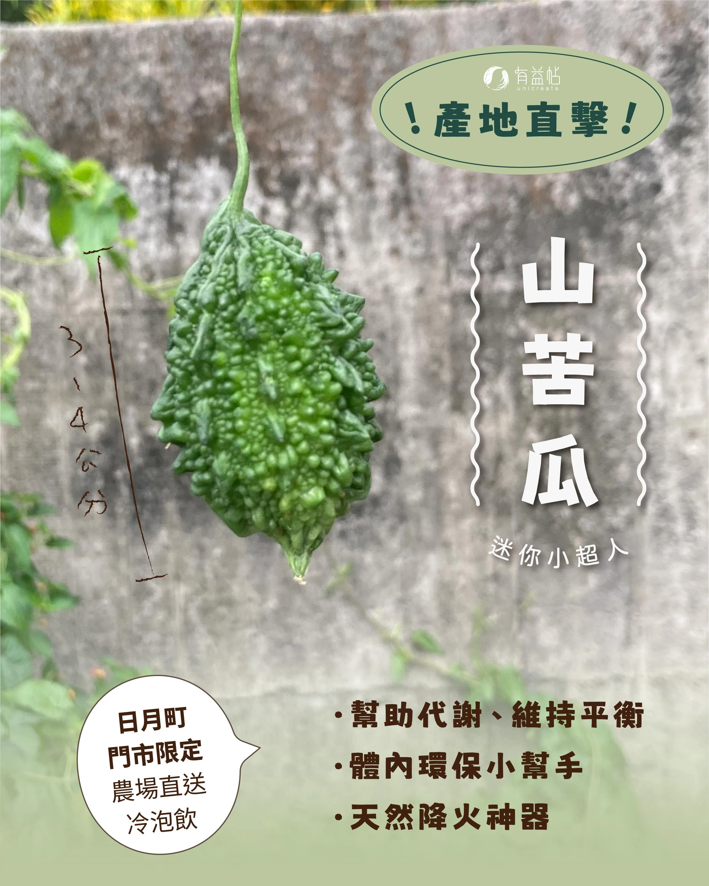 !產地直擊! 山苦瓜