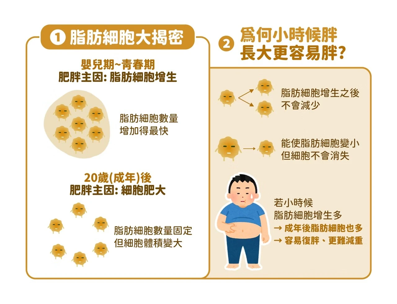 嬰兒期至青春期:這段期間是脂肪細胞數量快速增加的時期,這也是兒童肥胖的主要原因之一。