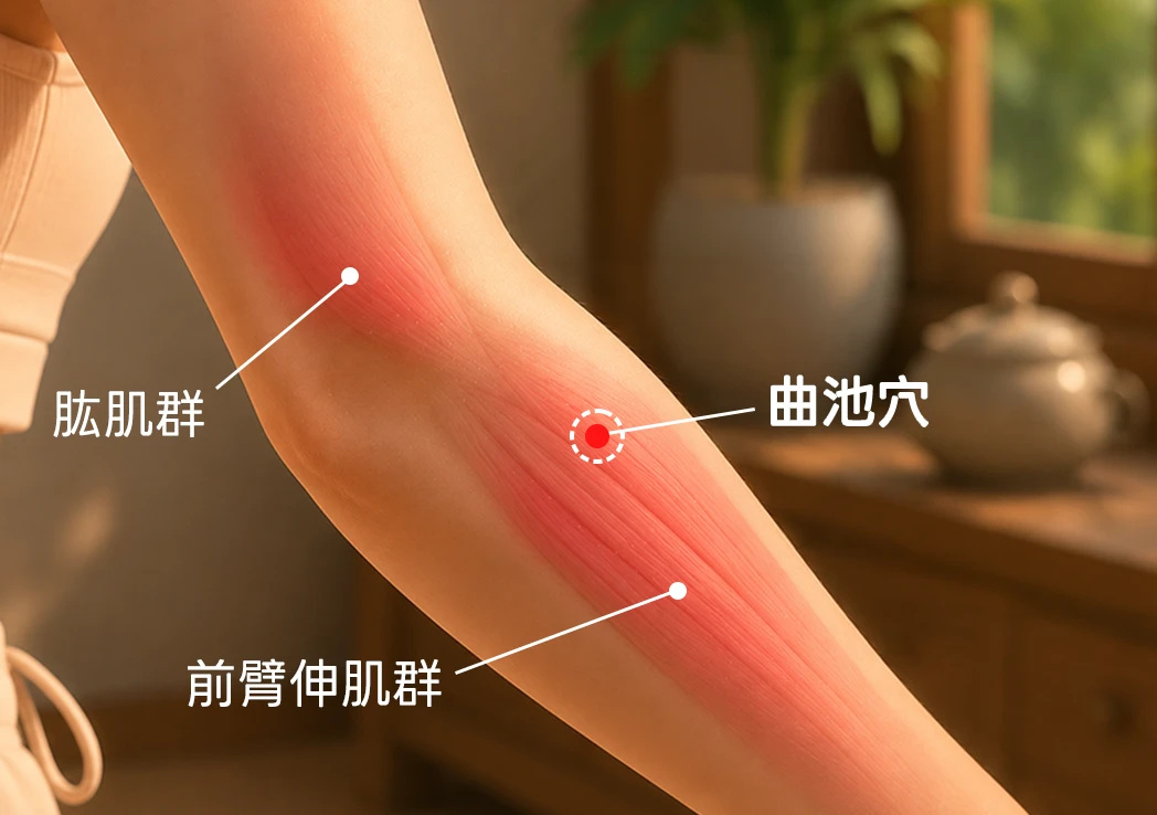 曲池穴 (手部放鬆常見使用部位)
