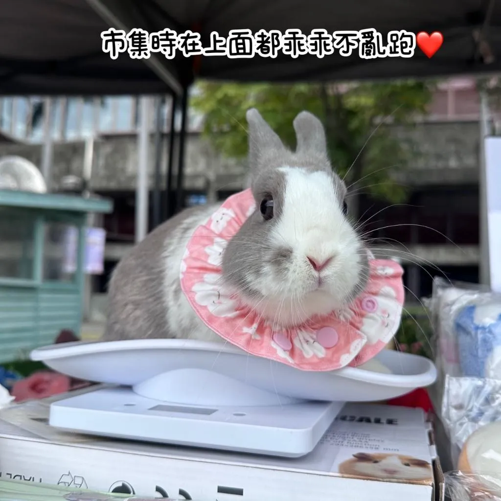 寵物體重計