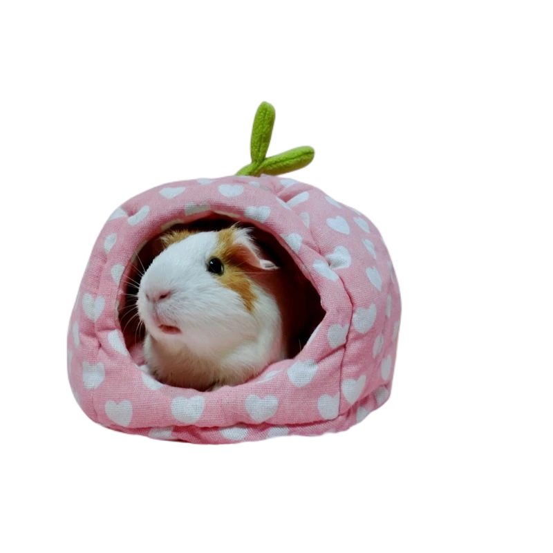 夏季南瓜窩
