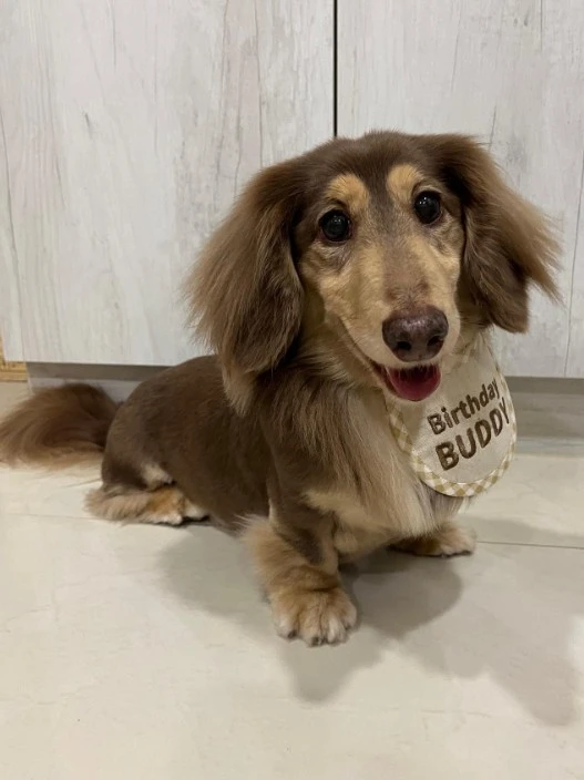 小寶弟 Buddy