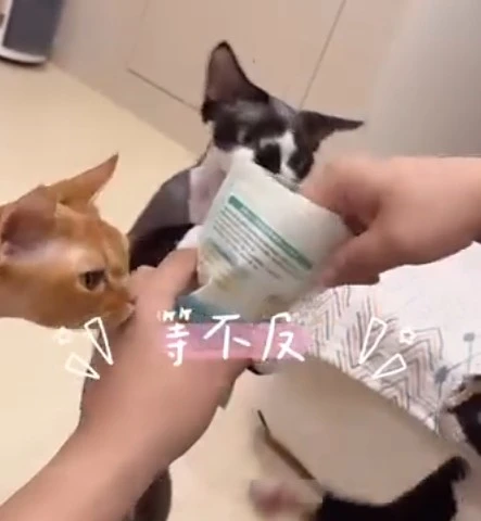 到底誰家毛孩子会饞成這樣啊！