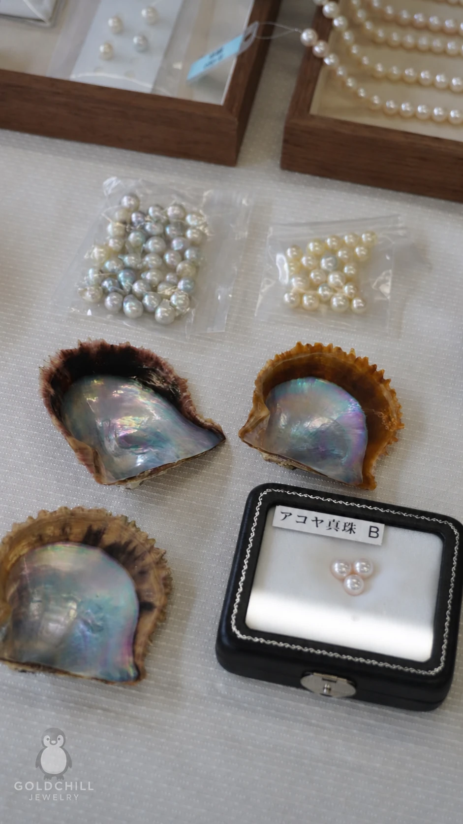 Akoya 珍珠母貝內部珠母層與日本海水珍珠樣本，展示珠層與光澤來源