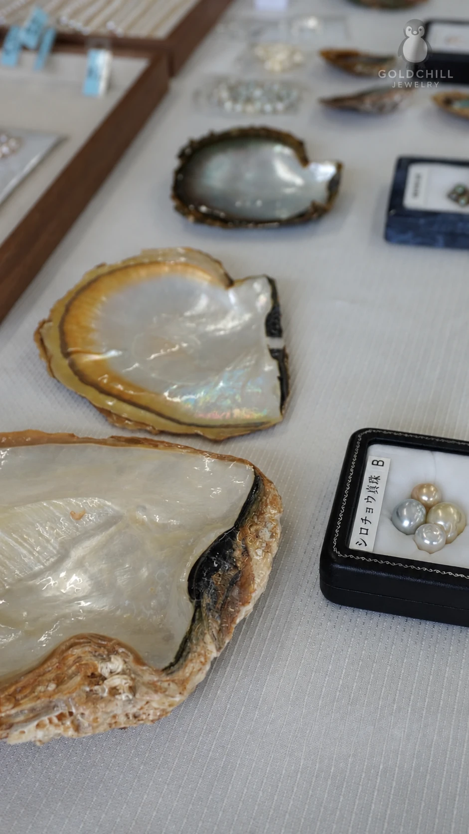 Akoya 珍珠母貝珠母層與珍珠分級樣本，展示不同光澤與色調差異