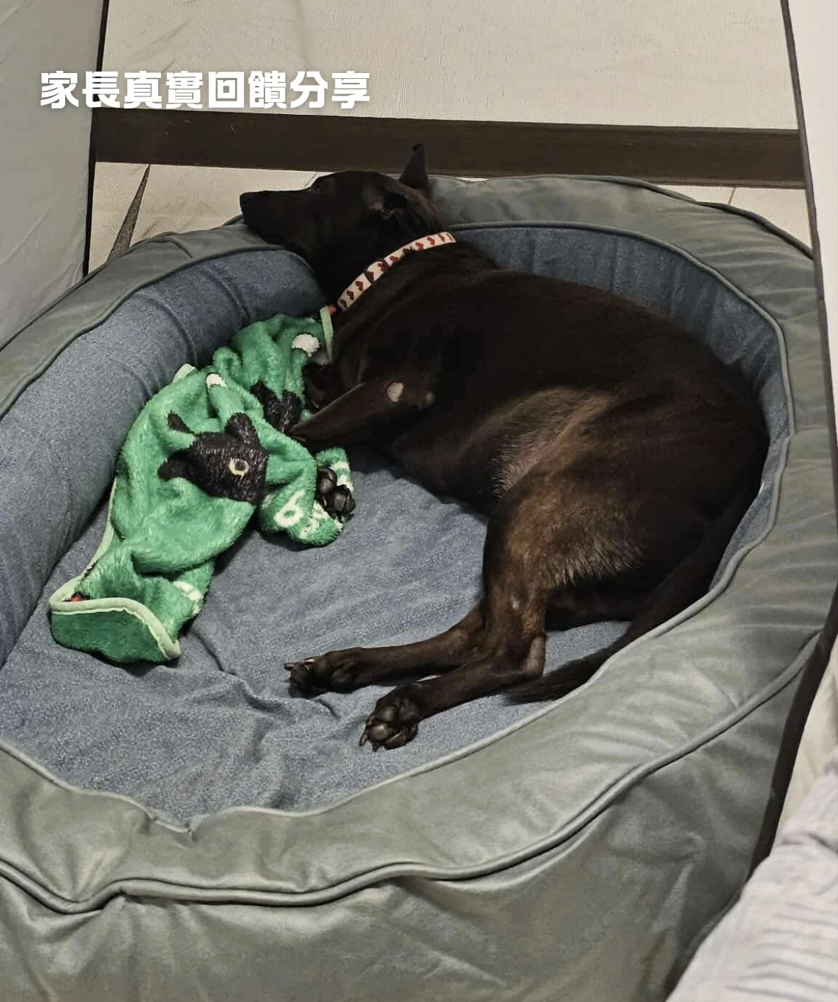 PWH寵物窩分享