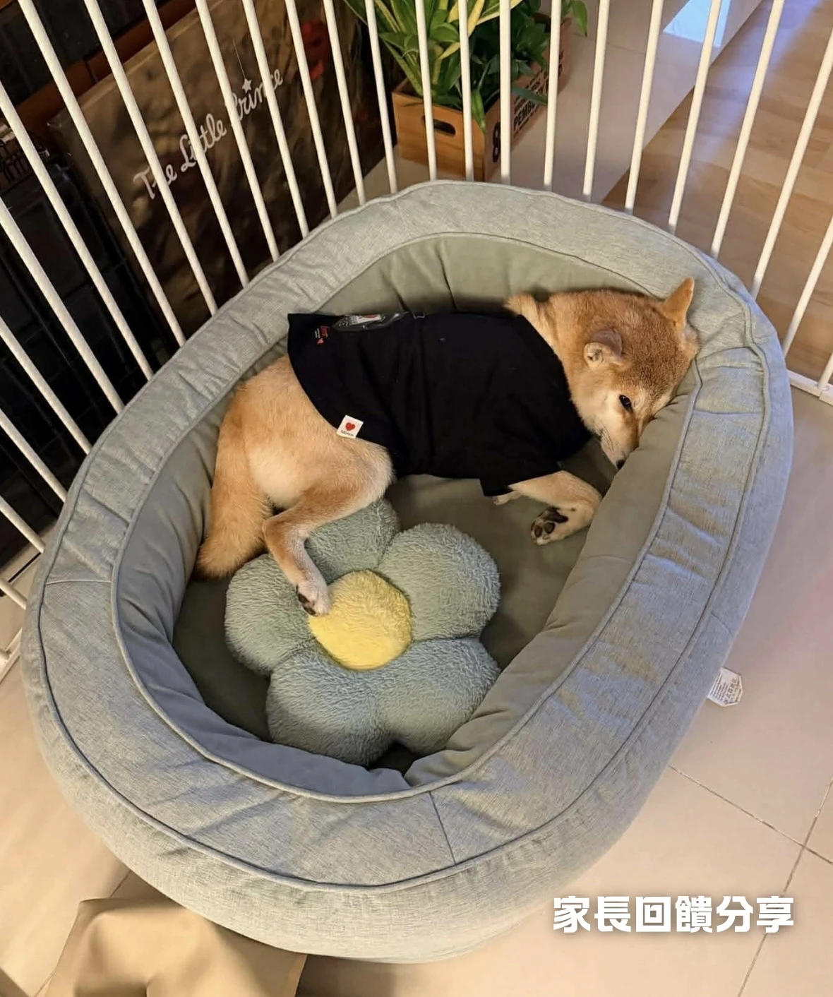寵物窩家長回饋分享