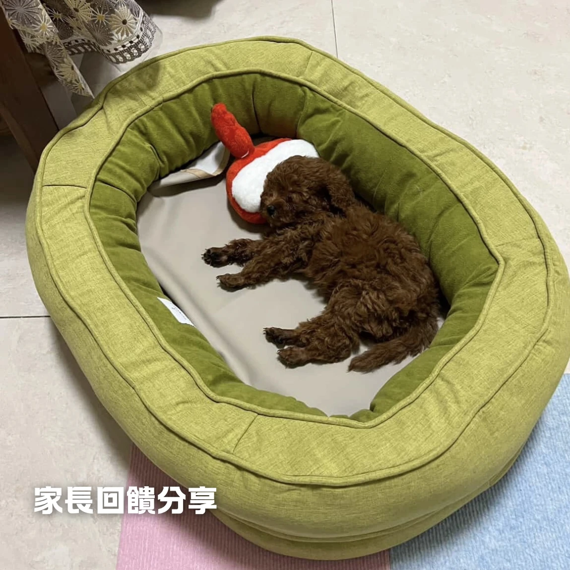 寵物窩家長回饋分享