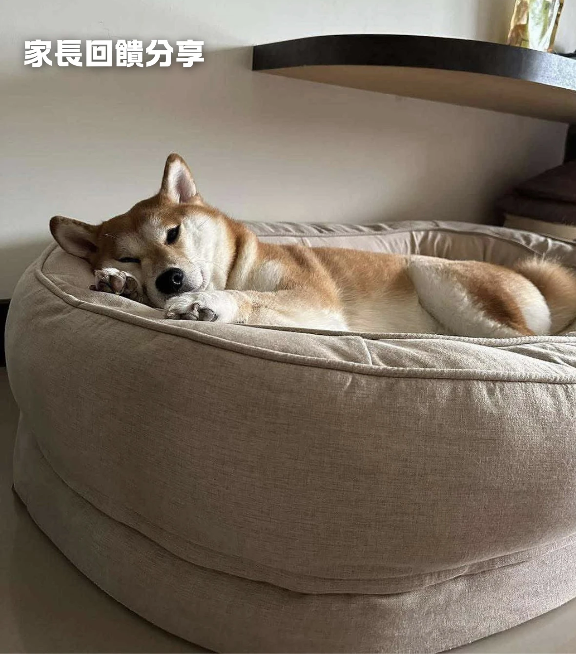 寵物窩家長回饋分享