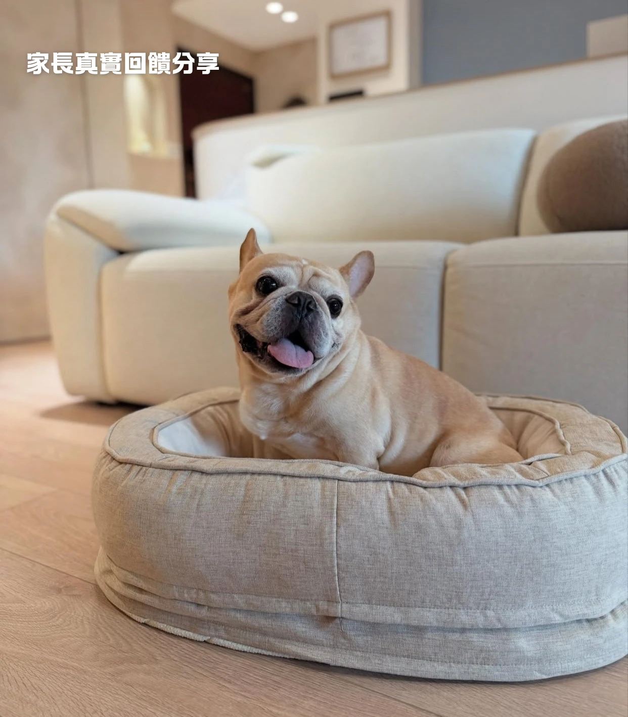 寵物窩家長回饋分享