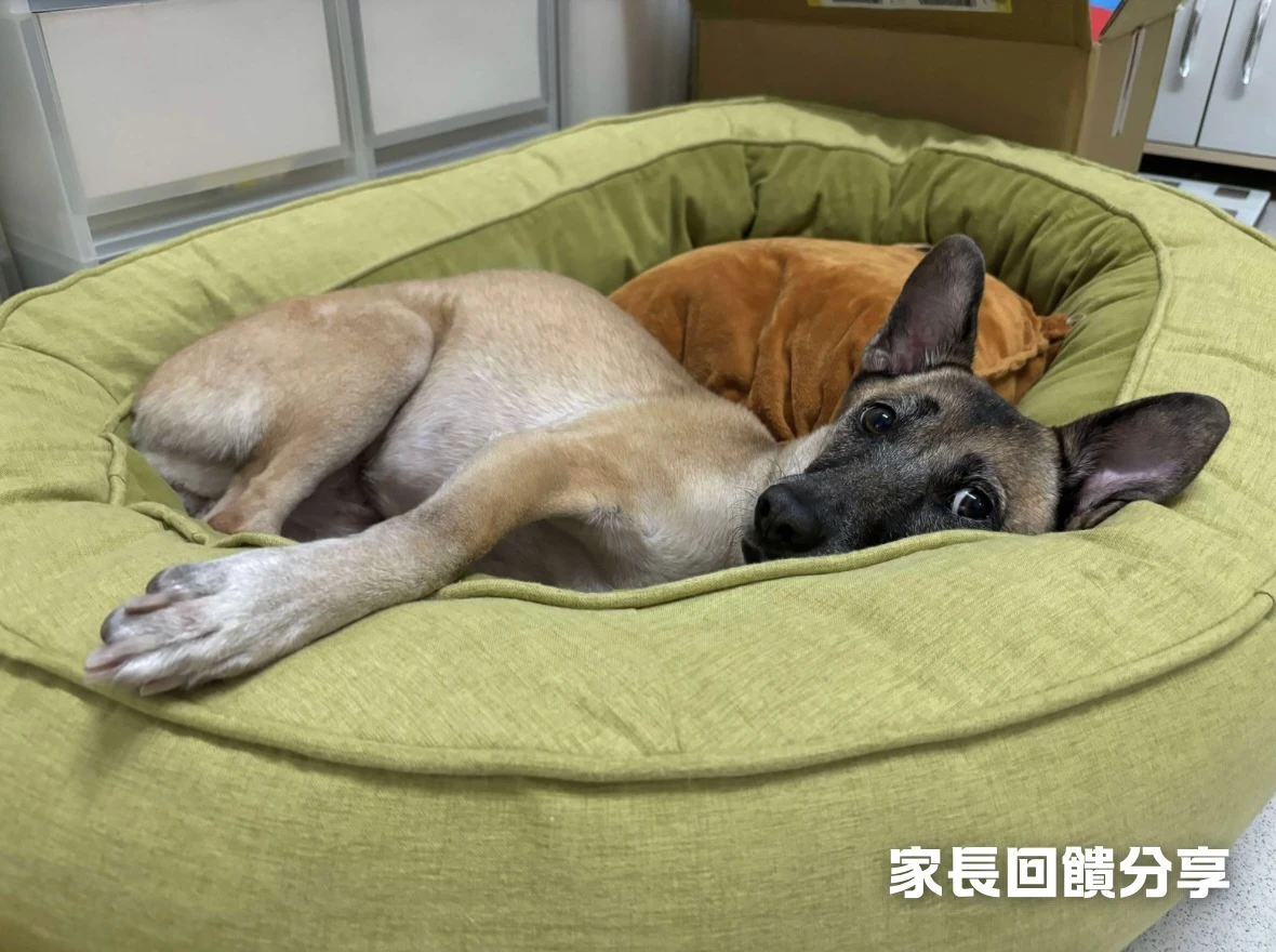 寵物窩家長回饋分享