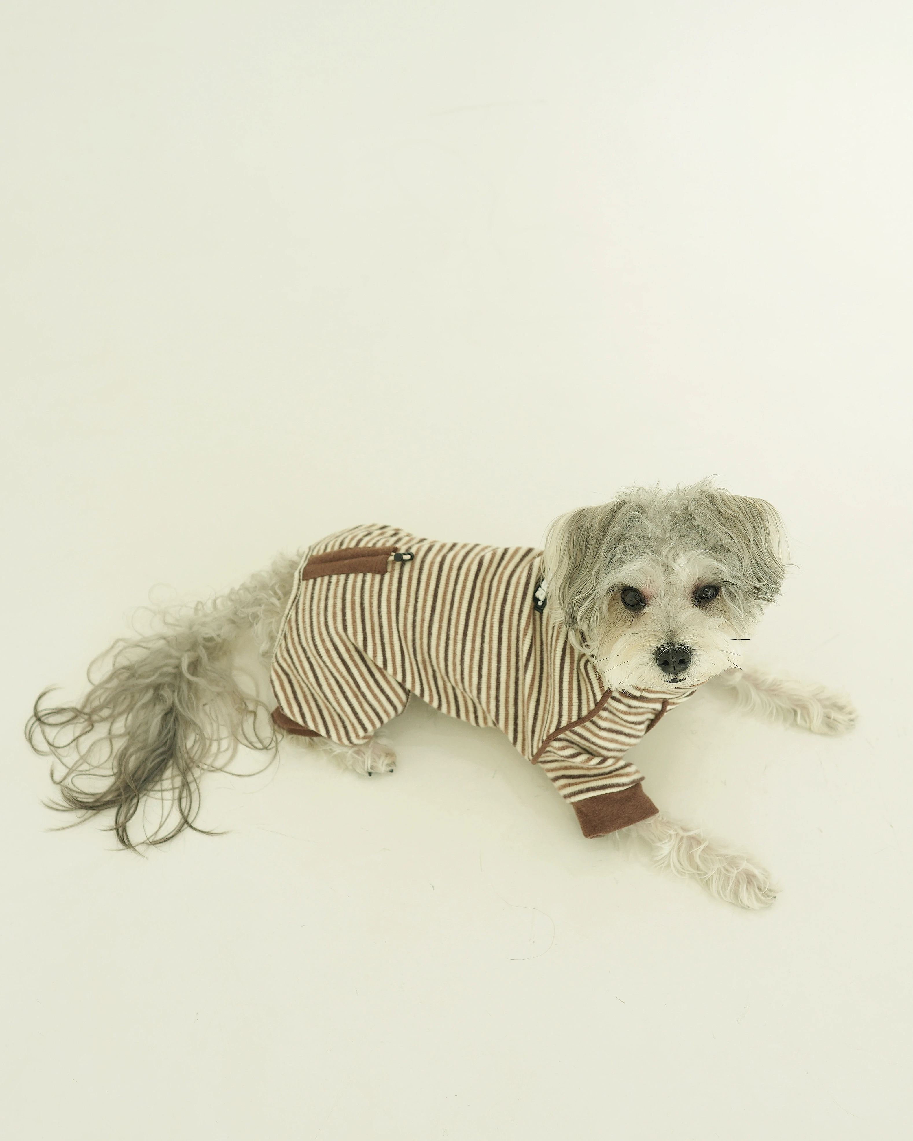 PWH寵物服飾