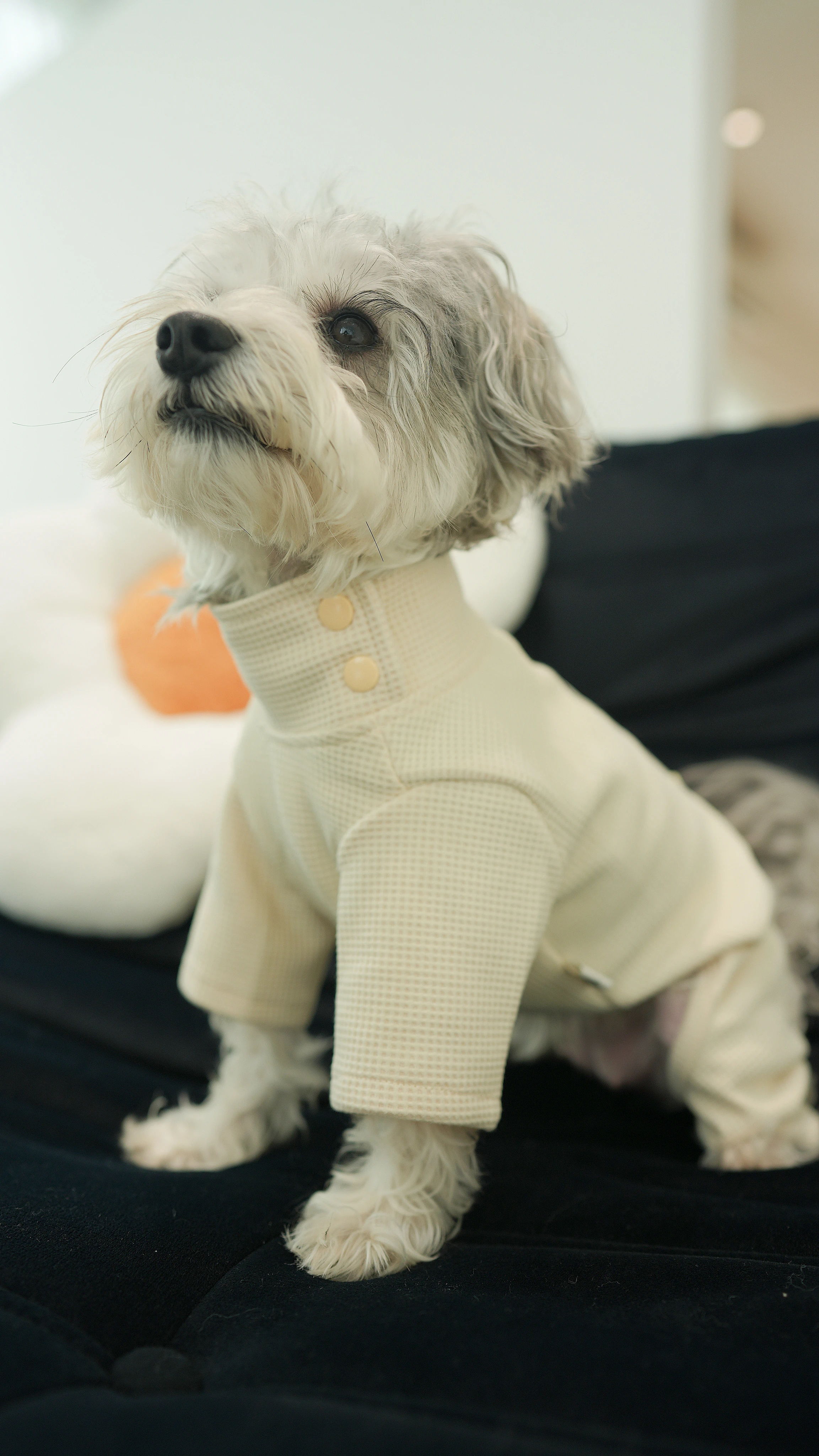 PWH寵物服飾