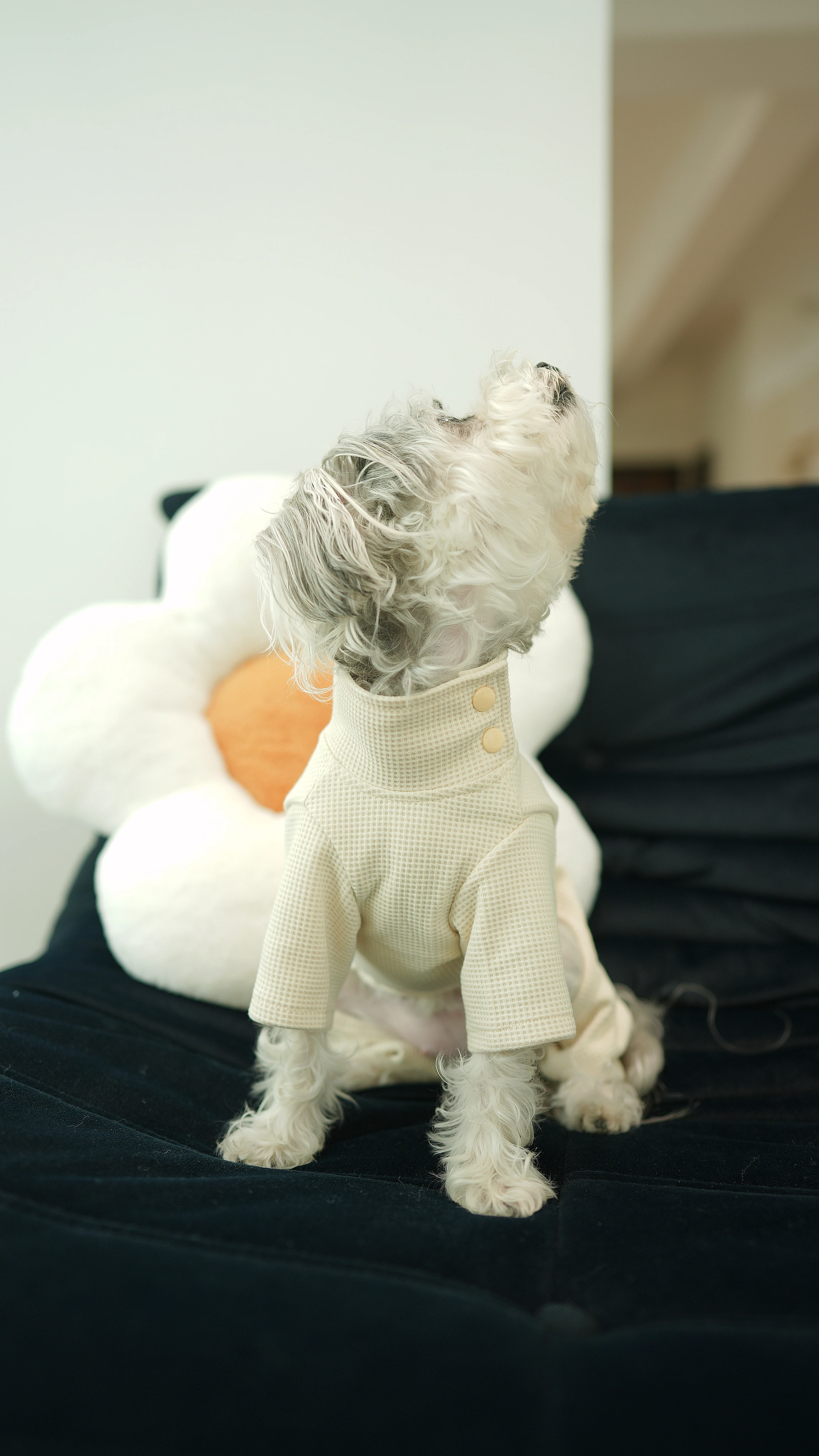 PWH寵物服飾