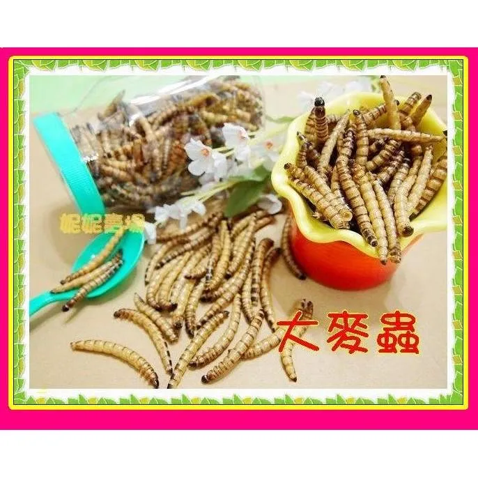 【增量】大麥蟲乾７０g　➔