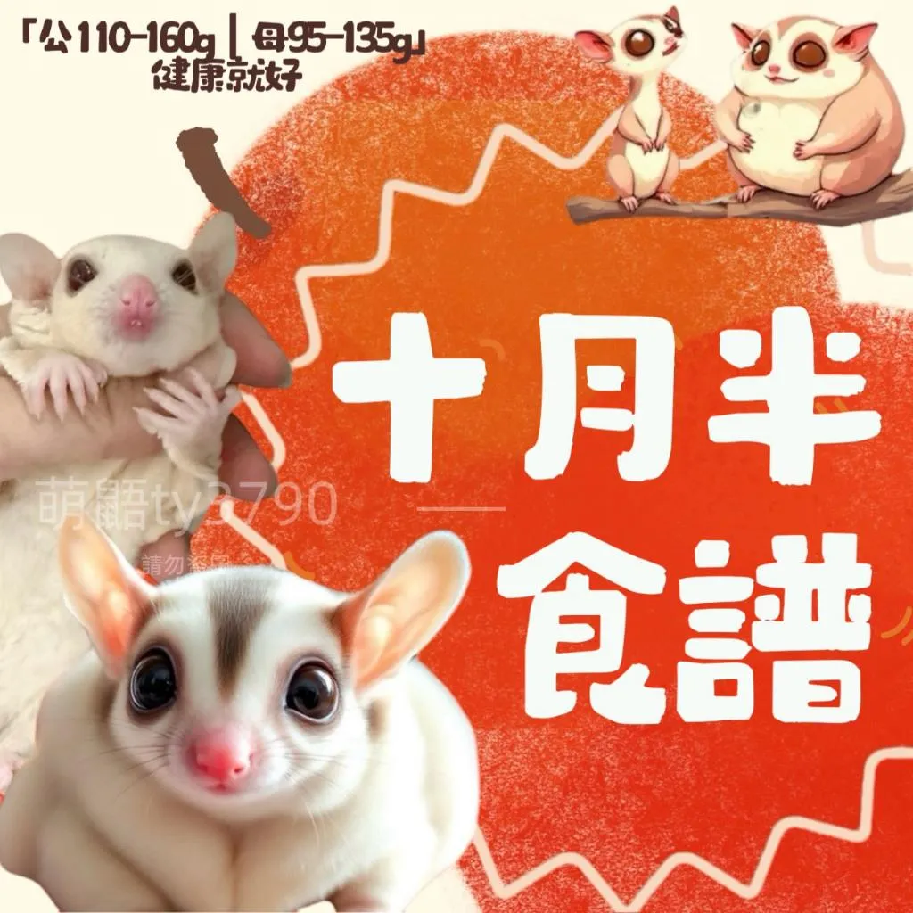 【+胖】十月半食譜｜蜜袋鼯主食粉 ✦ 一般版／穩健補充／短期加強／沖泡版➔