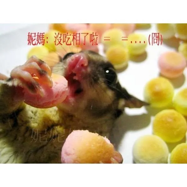 離乳原味饅頭６０g / 小饅頭➔