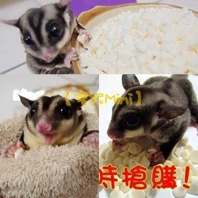 酸奶★１００g（正牌美國ENC/優格）➔