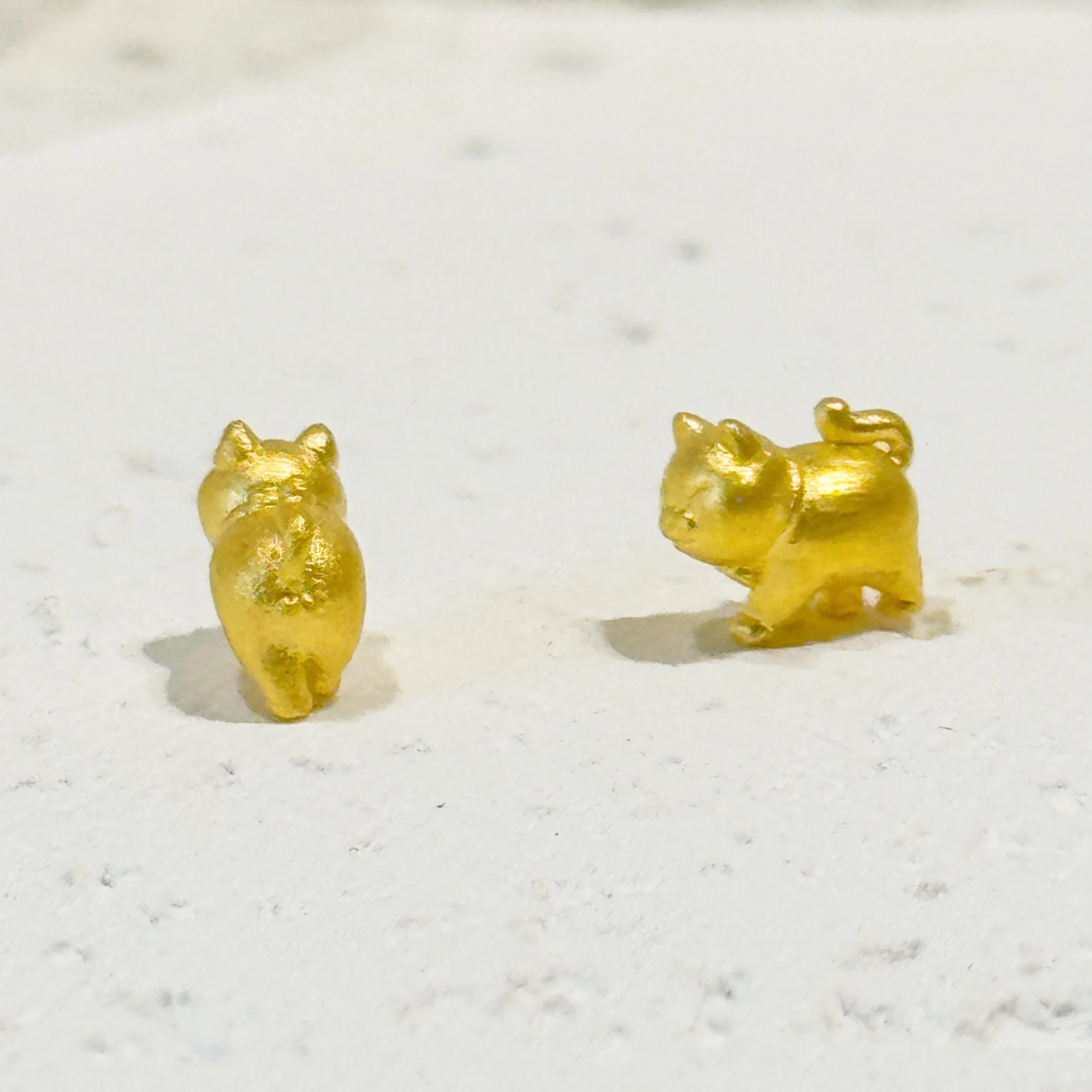 公貓母貓金豆