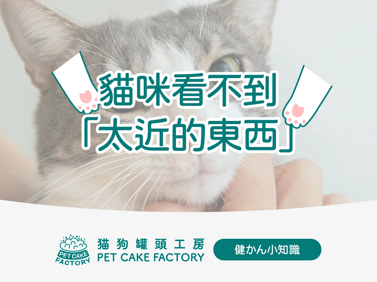 貓咪看不到「太近的東西」
