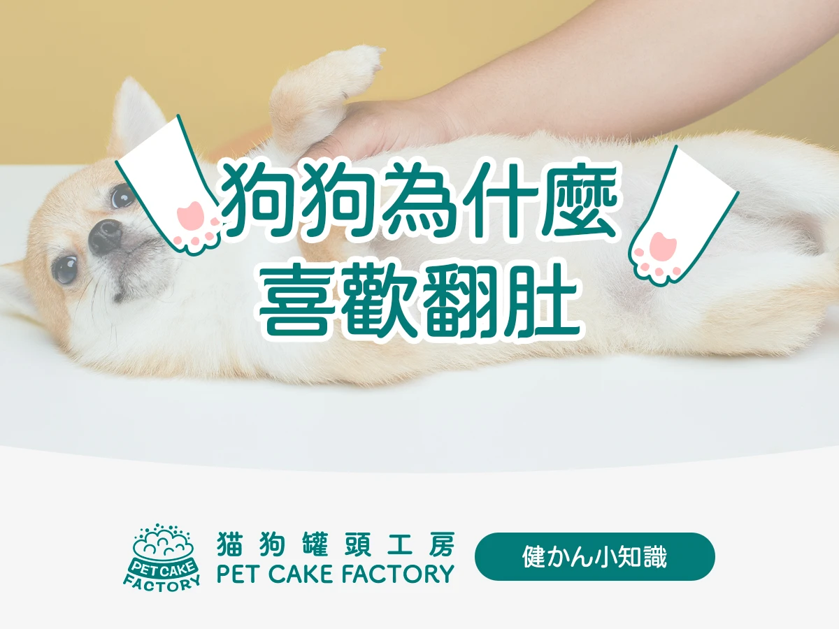 🐾健かん小知識｜第三話：狗狗為什麼喜歡翻肚？