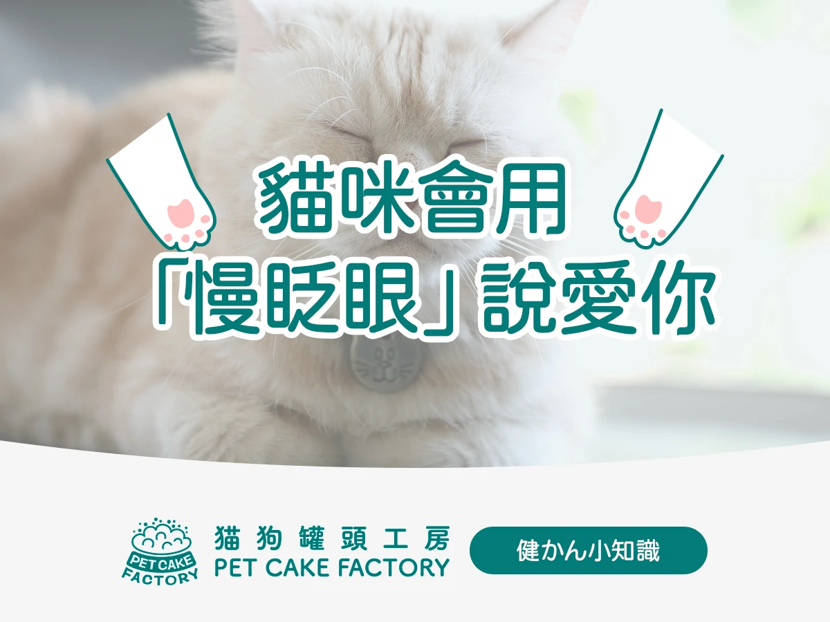 🐾健かん小知識｜第四話：貓咪會用「慢眨眼」說愛你 😽✨