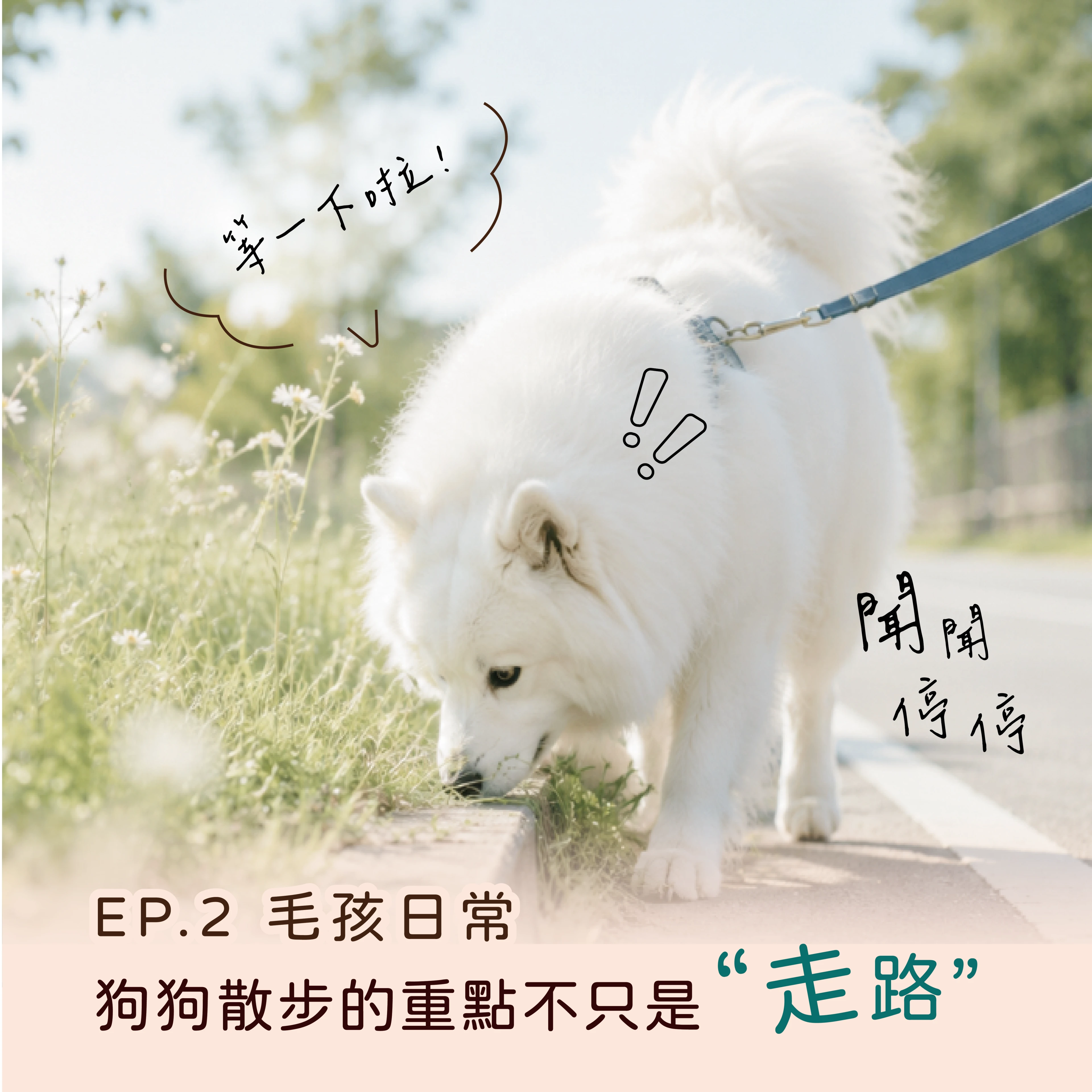 狗狗散步總是東摸西摸?