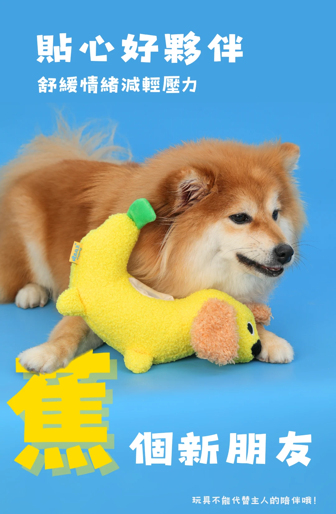 尾巴向上香蕉大變狗與狗狗日常陪伴互動情境
