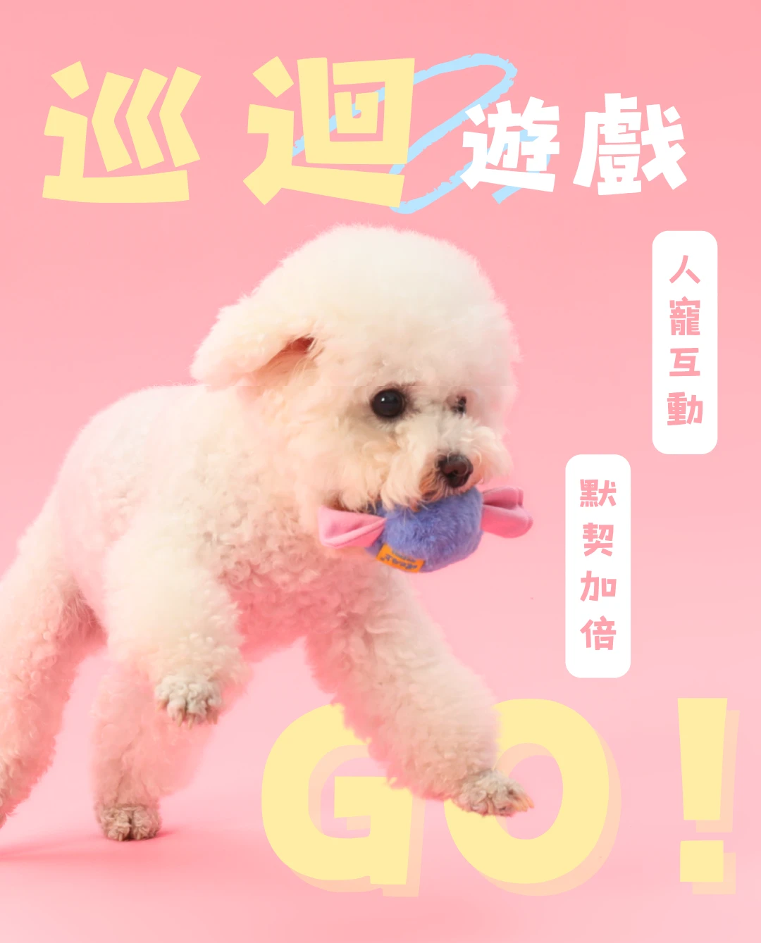尾巴向上小糖狗拋接追逐遊戲與狗狗主人互動玩法