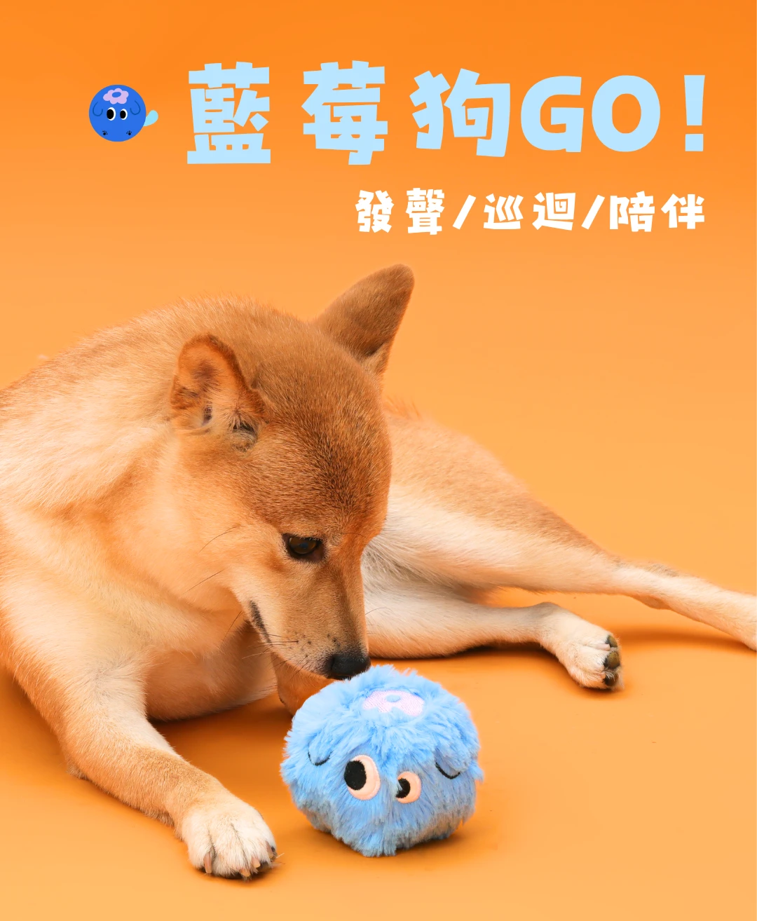 尾巴向上藍莓狗GO狗狗發聲球玩具與柴犬陪伴玩耍情境