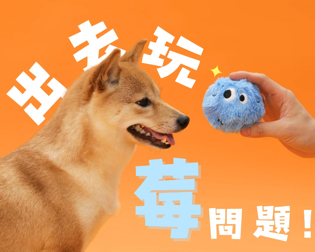 主人手持藍莓狗GO與柴犬進行發聲球人寵陪玩互動
