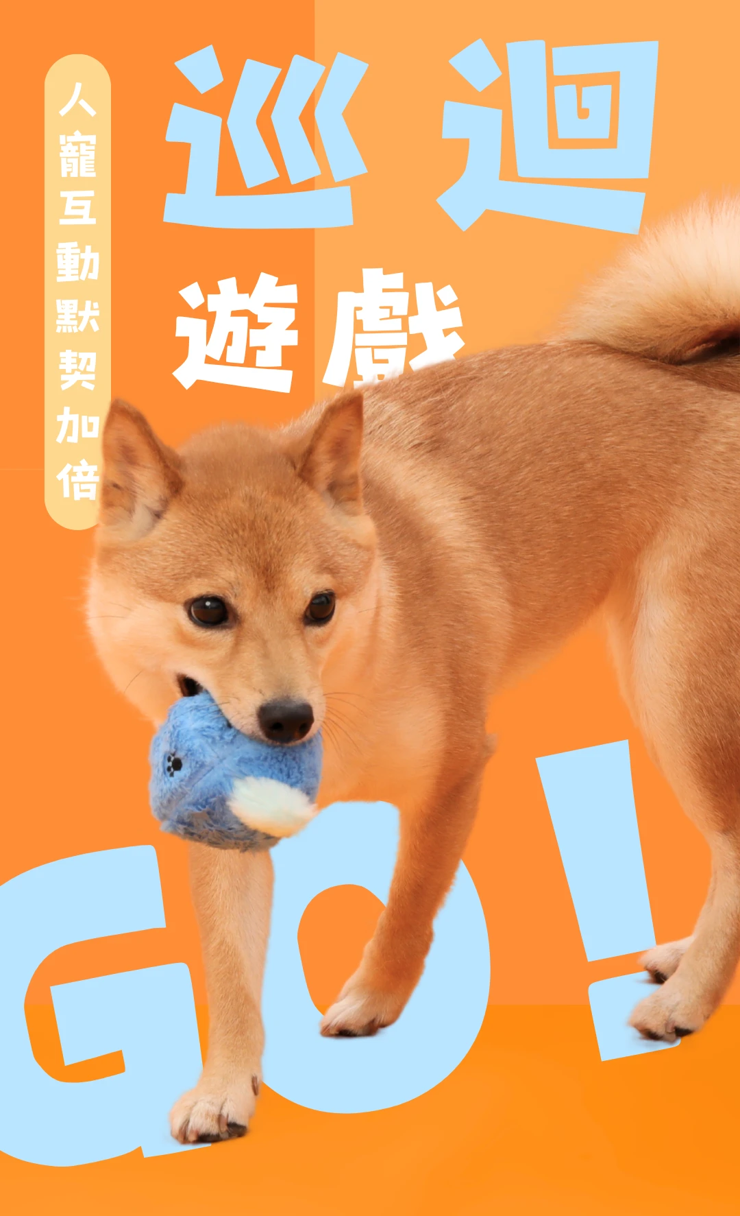 柴犬咬取尾巴向上藍莓狗GO發聲球進行追逐互動遊戲
