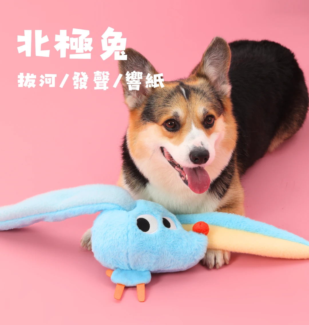 尾巴向上北極兔狗狗拉扯拔河發聲響紙玩具與柯基犬互動展示