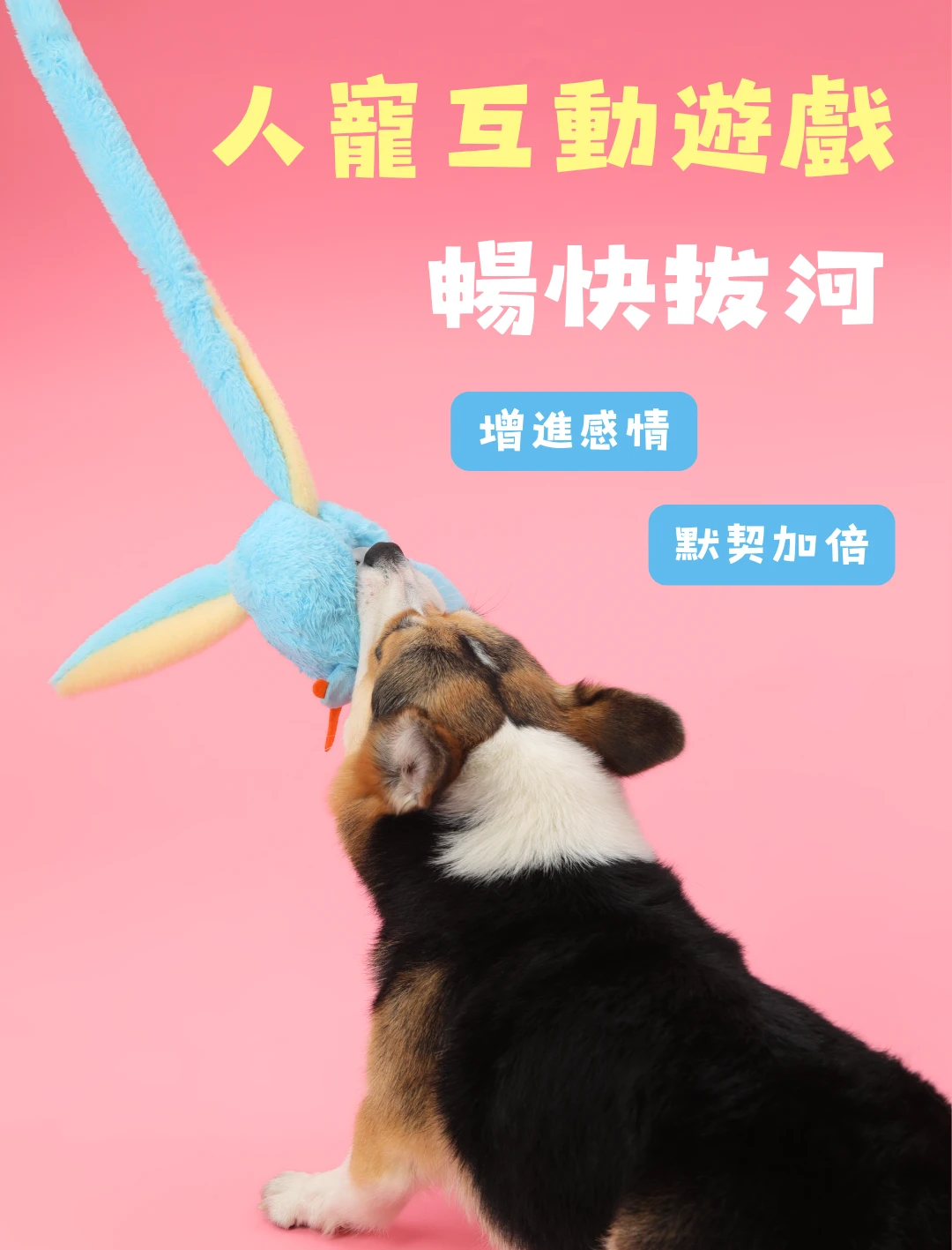 主人與狗狗使用尾巴向上北極兔進行拔河拉扯互動遊戲
