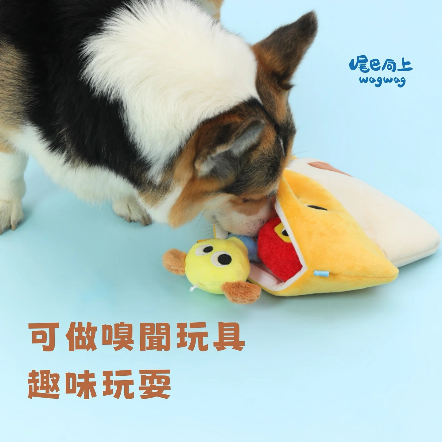 柯基犬使用尾巴向上狗狗小屋進行藏食嗅聞尋找玩具遊戲