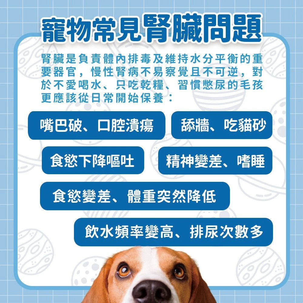 狗狗貓咪常見腎臟泌尿飲水排尿食慾精神與日常狀態觀察說明
