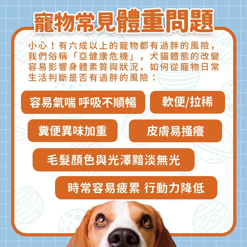 狗狗貓咪常見體重過重體態變化活動力與日常觀察說明