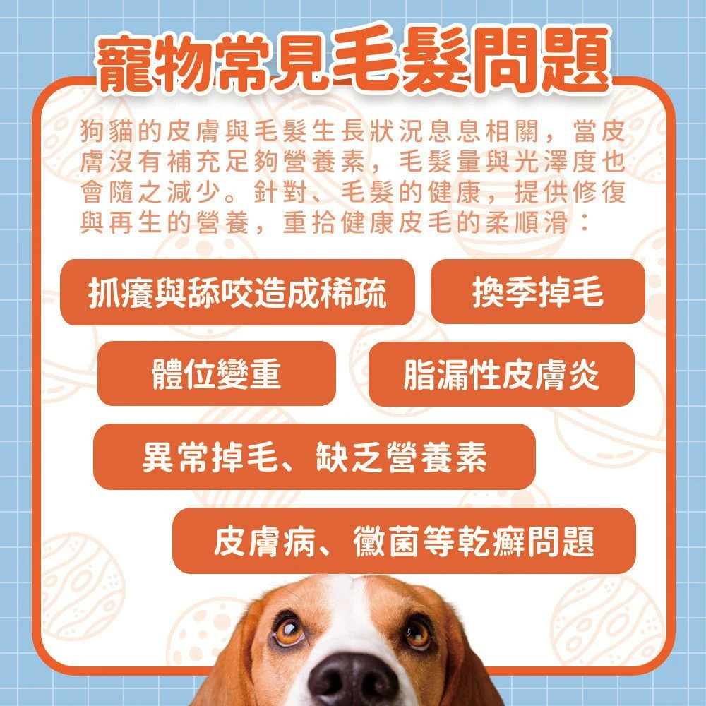 狗狗貓咪常見皮膚毛髮狀態換季掉毛與營養需求說明