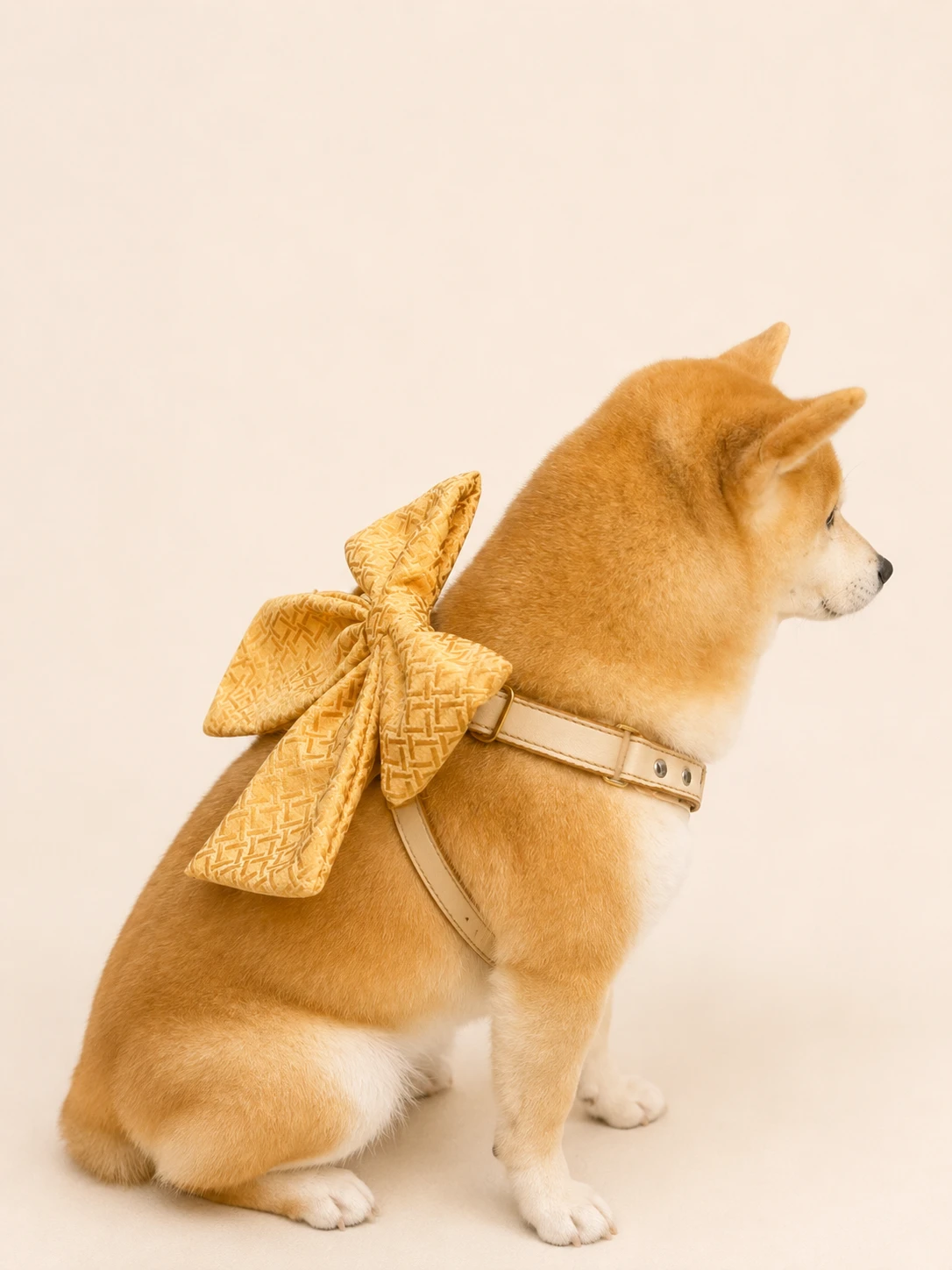 柴犬配戴Zoobulous輕奢琥珀寵物胸背帶蝴蝶結裝飾扣