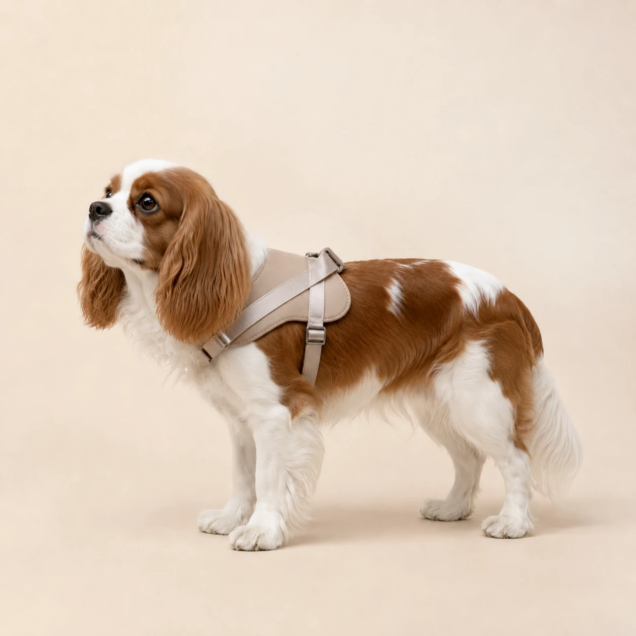 馬鞍型狗狗胸背帶｜皮革犬用胸背