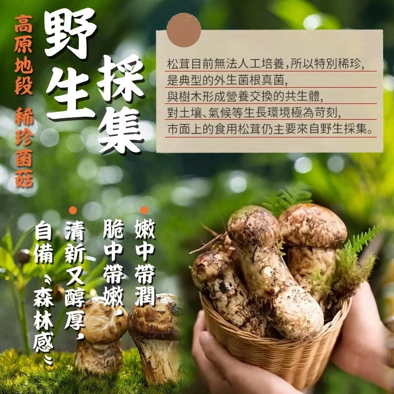 山林的稀珍菌菇 野生雪山松茸(乾燥)免運