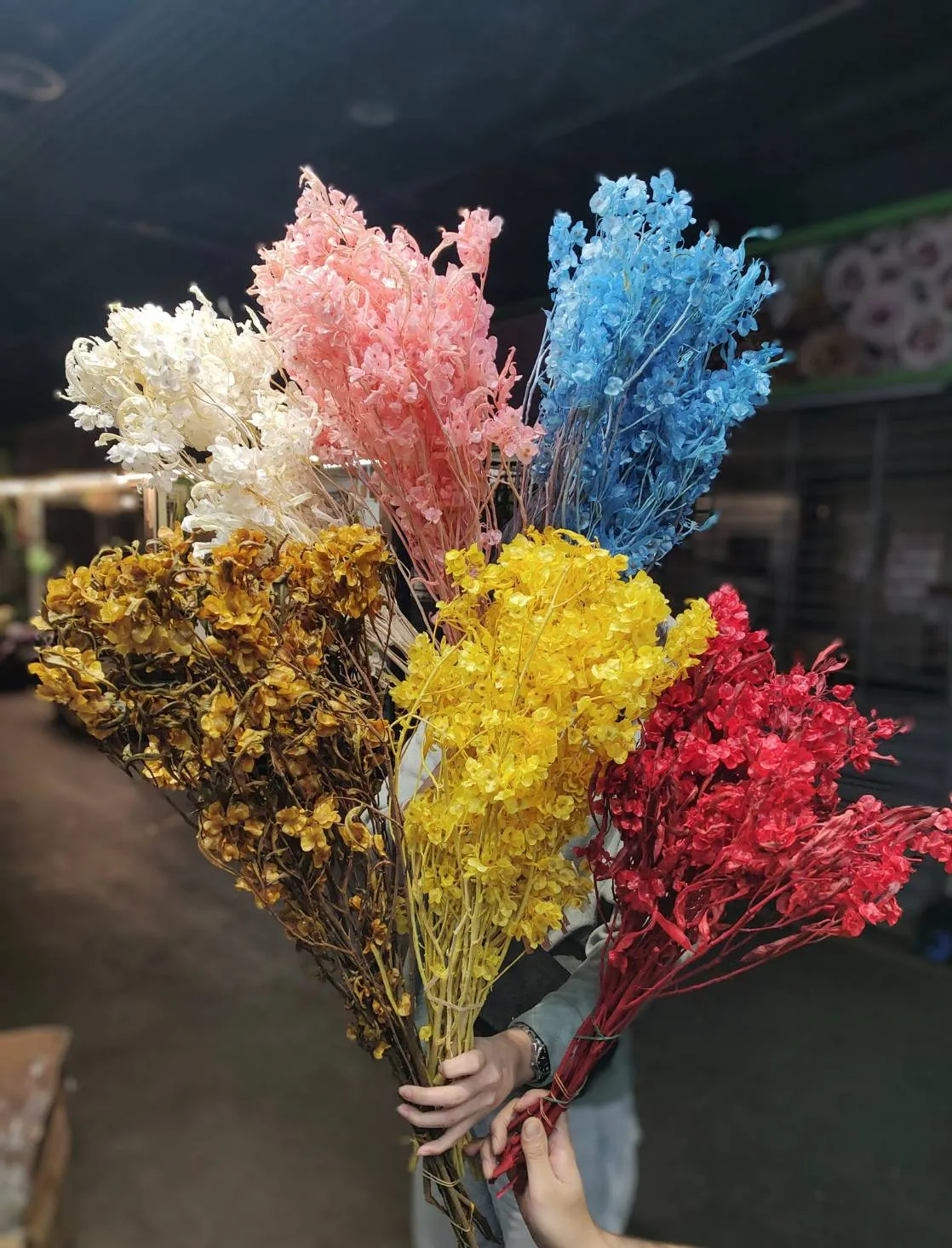 永生蝴蝶花
