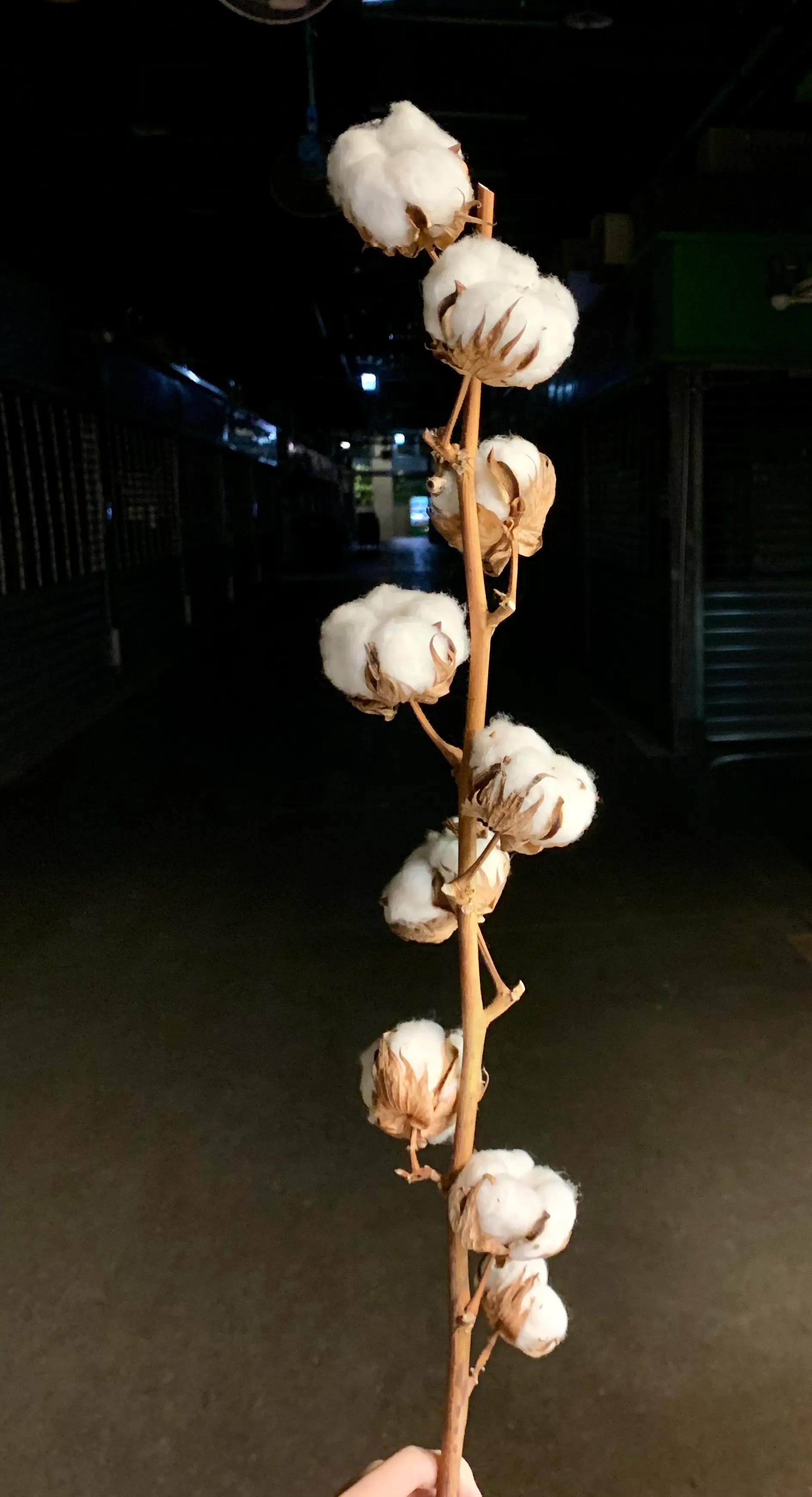 天然棉花 九頭