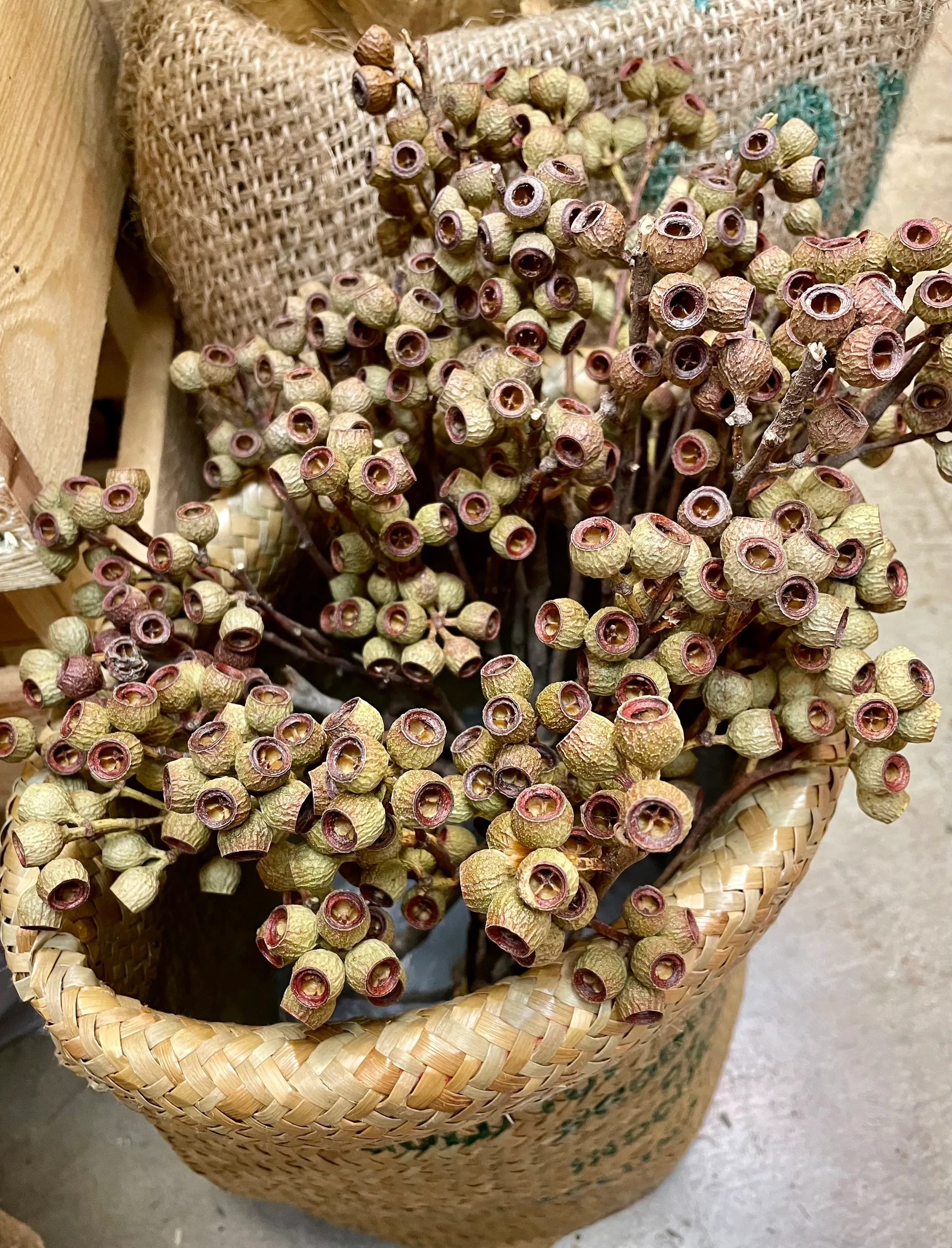 乾燥琥珀果