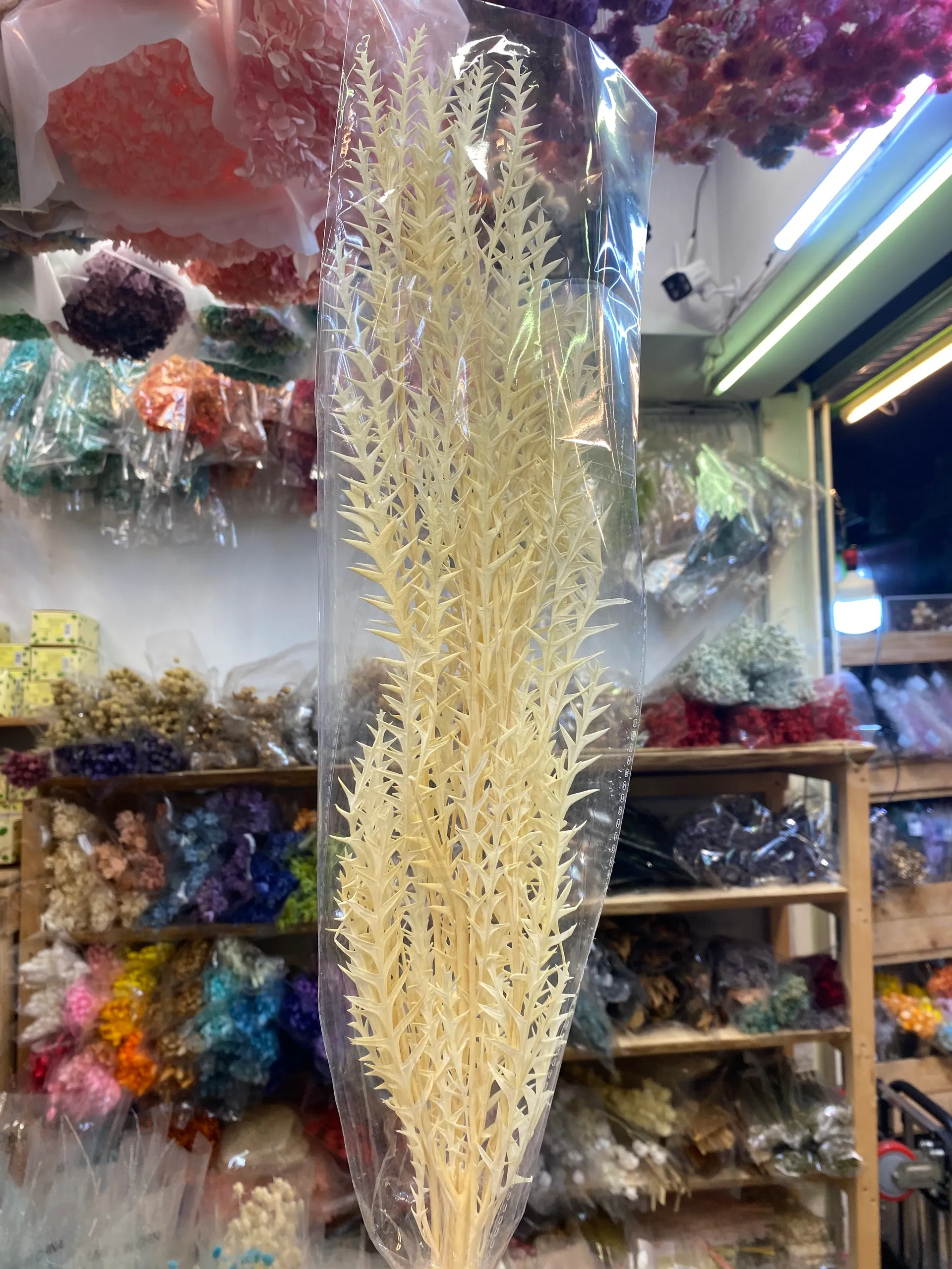 永生劍齒葉 南非羊齒葉
