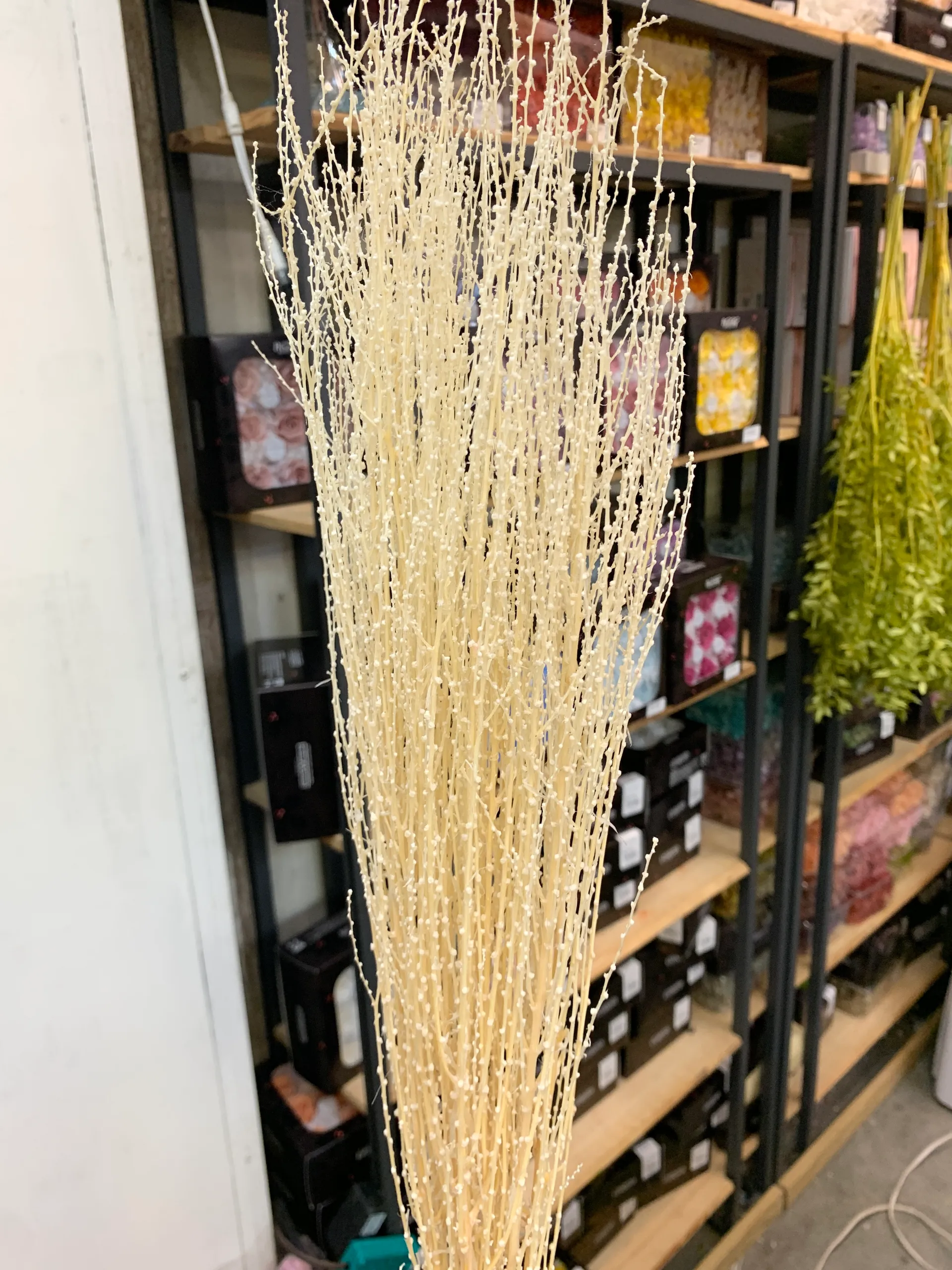 永生雪柳