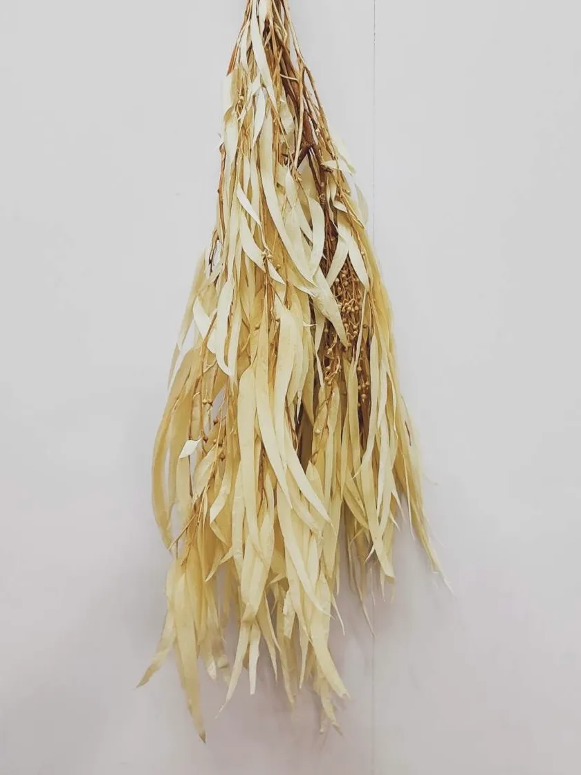 永生柳葉尤加利 帶果實 漂白
