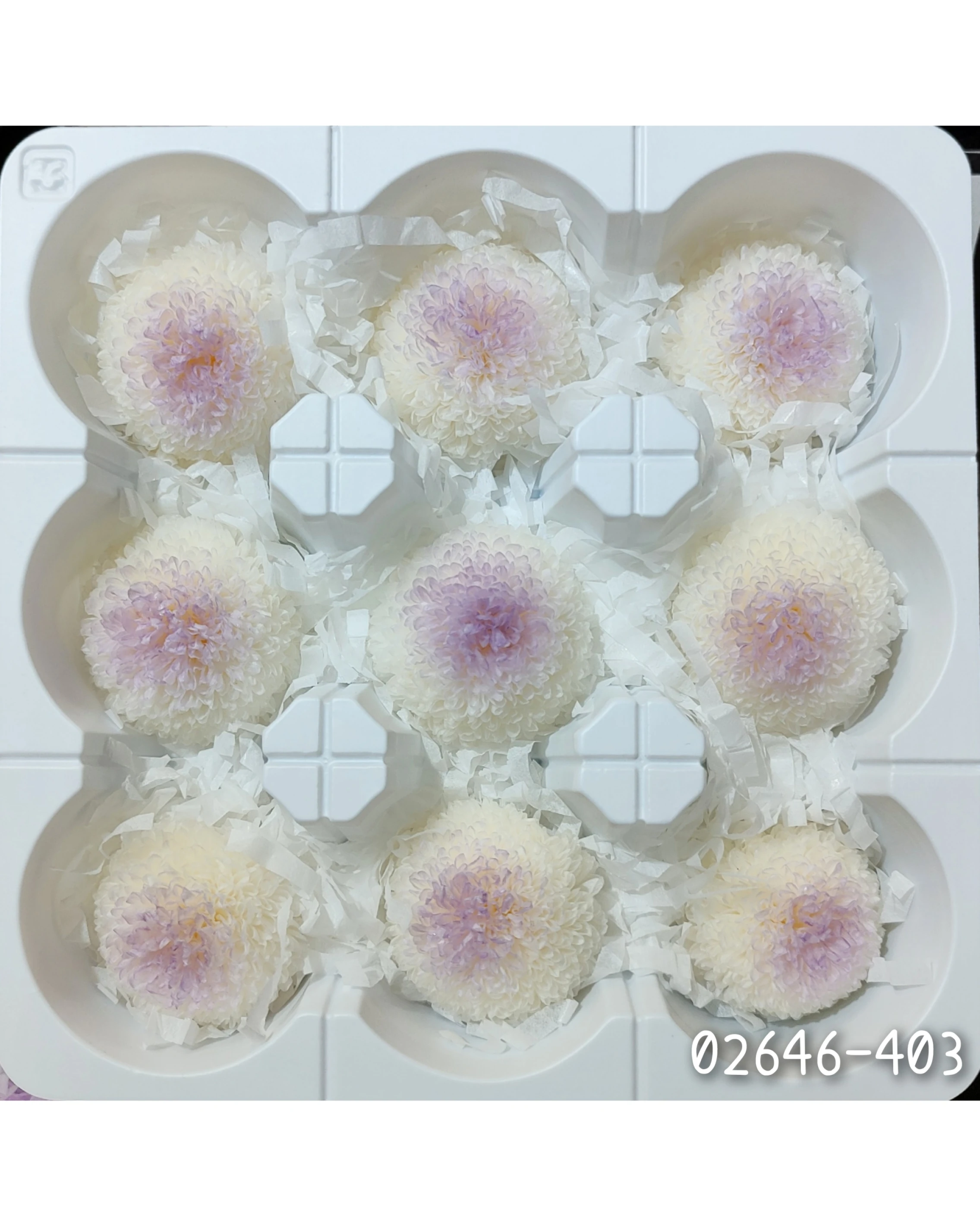 日本大地農園 乒乓菊 漸層