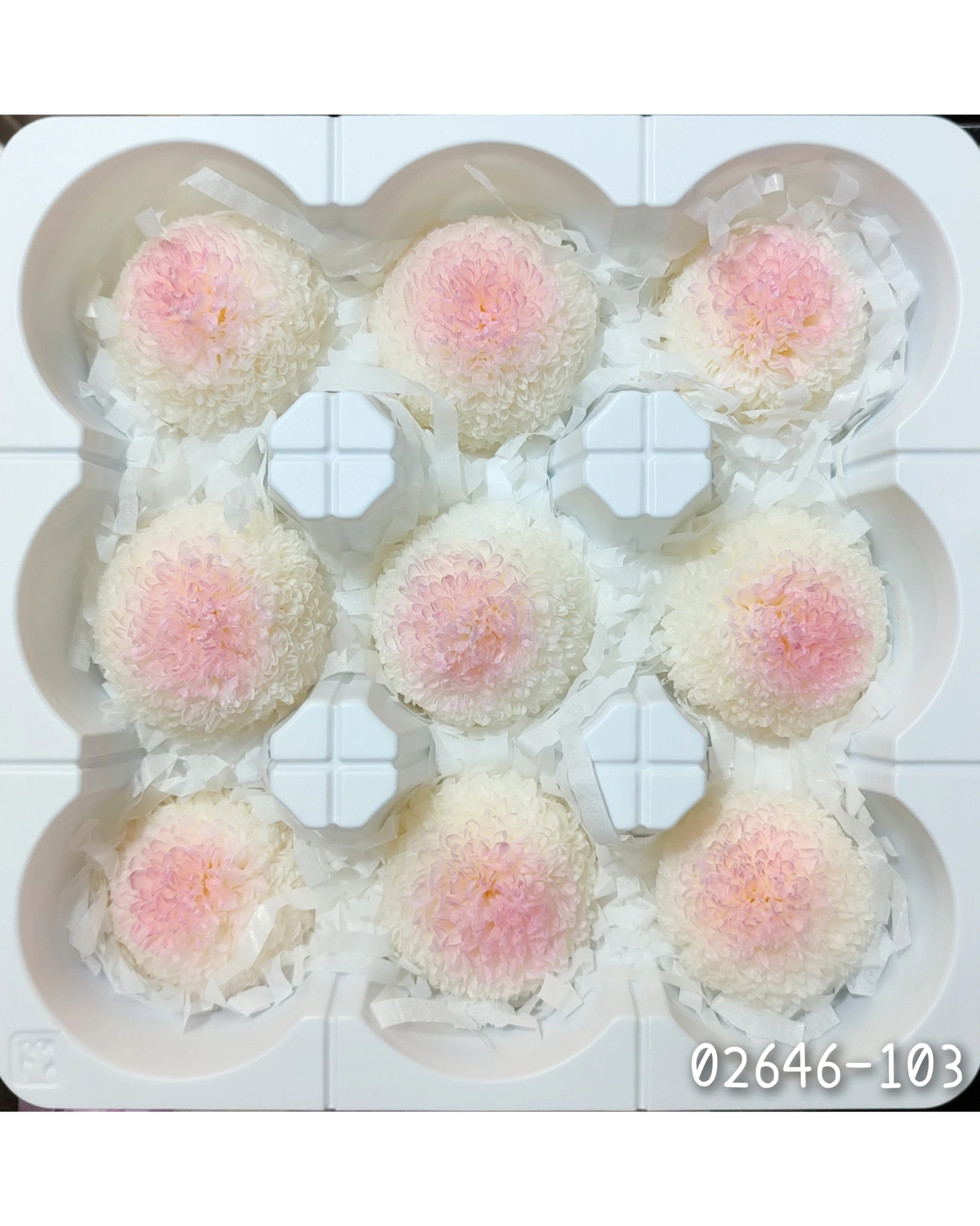日本大地農園 乒乓菊 漸層