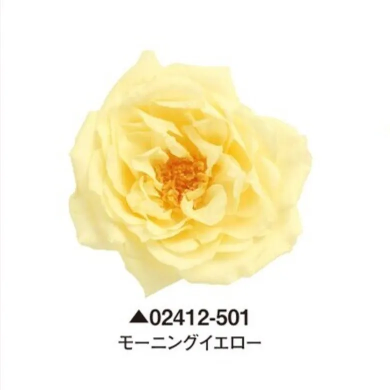 日本大地農園 瑪麗安娜玫瑰 薔薇